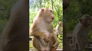 Cute Baby Monkey - Most Smart Baby Monkey In The  World