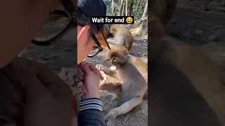 wait for end 😆 #shorts #youtubeshorts #monkey #comedyvideo