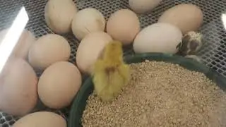 My Day At Whitepost Farm 2020!