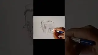 Elephant Drawing Realistic||Draw With Jr7artist||elephant graphite pencil Sketch||Indian elephant