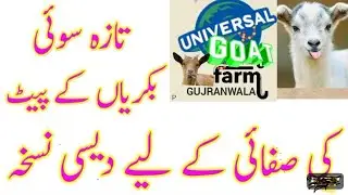 Goats protocol after delivery ||ڈیلیوری کے بعد بکری کی صفائی کے لیے کاڑھا