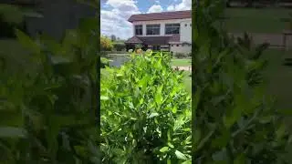 نادي اليرموك الترفيهي