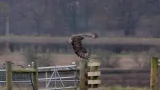 Buzzard takeoff test