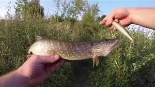 Поймать Щуку среди купающихся за час! Твичинг!