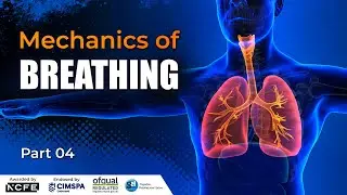 The Mechanics of Breathing I Level 3 Diploma in Personal Training
