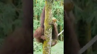 ☕ Satu Cangkir Kopi yang Menyelamatkan Hutan Leuser 🌿 | Leuser 101 #kopigayo #leuser