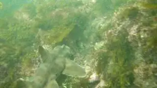 FreeDiving Palos Verdes