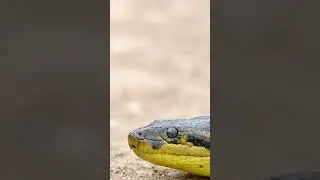 Anaconda in the Pantanal, Brazil #brazil #wildlife #pantanal