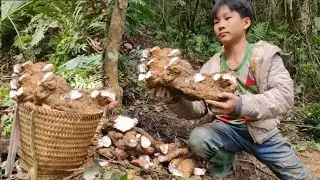 The skills and techniques of a poor boy digging up giant wild yams.