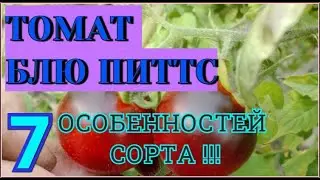 ТОМАТ БЛЮ ПИТТС самый честный отзыв  7 характеристик  томата сорта Блю Питтс  Черные томаты БЛЮ ПИТС