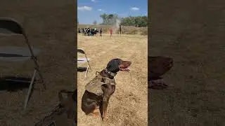 Tactical Doberman AceBoogie checking out the team at #jmaccustoms #kalashbash #rexspecsk9 #doberman