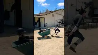 EQUESTRIAN VERSION of New Bugatti trend (w/ Alba) #horsesandhumor #horse #equestrian