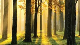 Nature Unbound: Bureaucracy vs the Environment: Ryan Yonk