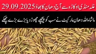 DHAN PRICE TODAY OKARA MANDI PAKISTAN// munji rate today 29.09.2025