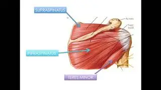 Laboratory M4: Shoulder & Arm Muscles
