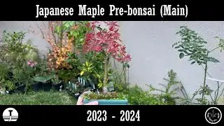 Japanese Maple (Main) Pre-bonsai 2023 - 2024