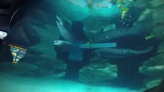 SeaBase: Manatees POV at Walt Disney World's Epcot