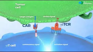 TC BioPharm - safe CAR T therapy based on gamma delta T cells