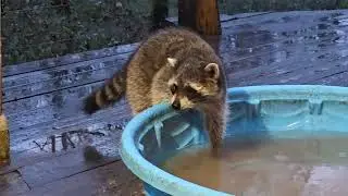 A young one from this year showed up and ate with sidekick just now.  