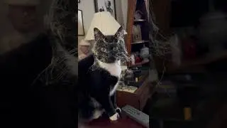 Pure tuxedo cat #tuxedocat #cat