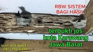 Cara rehab RBW sistem bagi hasil 