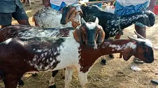 வேப்பூர் ஆட்டு santhai|நாட்டு ஆடு,கொடி ஆடு, தலைச்சேரி ஆடு கிடைக்கும்|veppur goat market