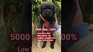 5000 Mai Pure Black Labrador Puppy For Sale !! 💯#labrador #blacklabrador #shorts #ytshorts #viral