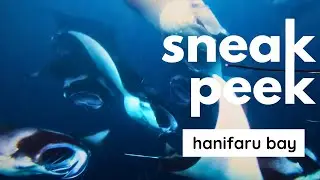 Sneak Peek | Hanifaru: Epic Manta Ray Tornados! Freediving & Scuba Diving at Hanifaru, Maldives!