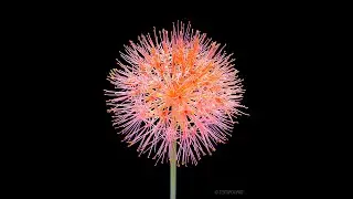 Blooming Flower Timelapse (#Shorts)