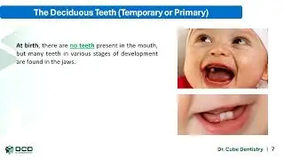 Dental Anatomy Lec 1 Introduction
