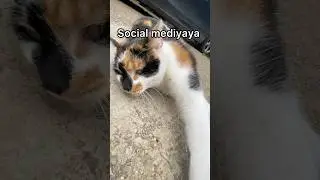 Cat checking social media #cat #cutecat