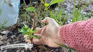 Ddwarf Thai Mulberry Tree! In ground!