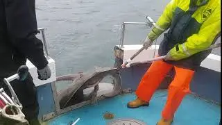 S&oslash;ren fanger en ordentlig krabat