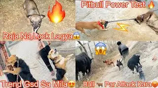 Raja Na Lock Laga Liya 😱|| Pitbull Power Test 🔥|| Bull 🐂 Attack Kar Diya 😡||Trend Gsd Sa mila 😍