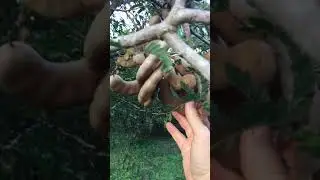 видео тамаринд