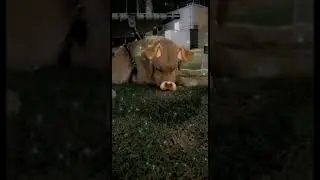 My dog tries snap filter🐶 | Furry bru #cute #snapchat #dog #dogoftheday #goldenpup