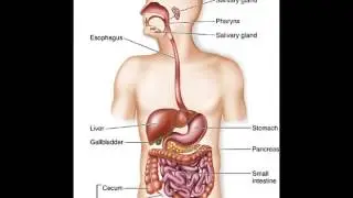 Digestive System a Homework Jingle by Valerie Vivar