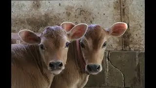 HUGE ANNOUNCEMENT and LIVE COW Q and A :)