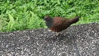 Taiwan bamboo partridge on Mt. Qixing Main Peak-East Peak Trail