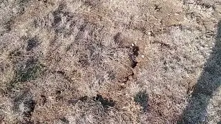 @christopherpearson1752 #soils #alluvialsoil #gundy #nature #naturelovers #mulchingsolutions