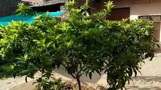 How to make Chikoo plant bushy/Malinkara zapota plant care/Sapodilla