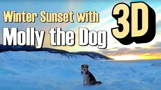 Winter Sunset with Molly the Dog 3D VR 180
