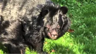 Visit Dudley Zoological Gardens