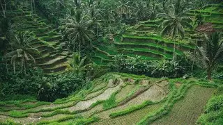 Tropical Rice Field Evening Ambience Sounds - 6 Hours - Rice Field Night Sounds
