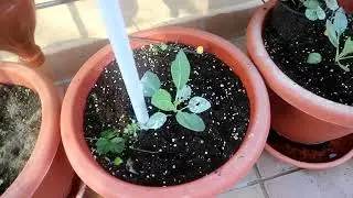 PASEO POR LA TERRAZA HUERTO EN OTOÑO 2018  / LA TERRAZA HUERTO DE ESTEBAN