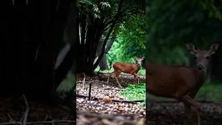 Life in the Wild Deer #youtubeshorts #wildlife #deer #shorts