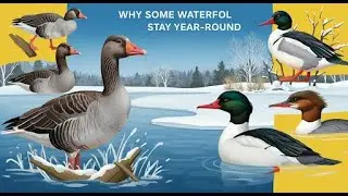 Why some waterfowl stay year-round.