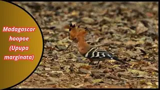 The Majestic Madagascar Hoopoe:Most Beautiful Birds of Africa