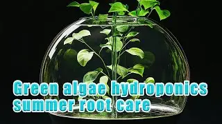 Green algae and hydroponics: summer root care and easy plant picks