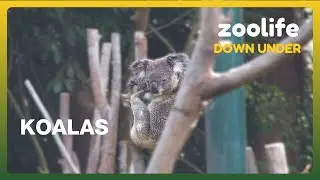 Zoolife Down Under 🐨 | What Have the Koalas Been Up To Recently?